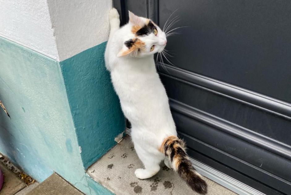 Alerta desaparecimento Gato  Fêmea , 2 anos Saint-Nazaire France