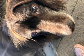 Alerta descoberta Cão  Macho Saint-Affrique France