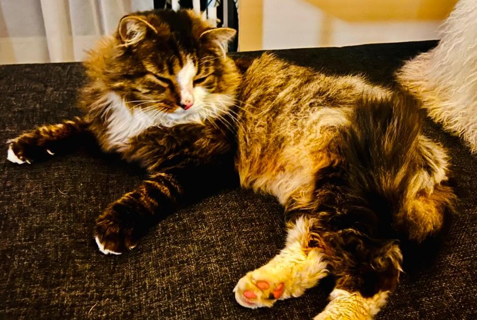 Alerta desaparecimento Gato cruzamento Macho , 10 anos Coquelles France