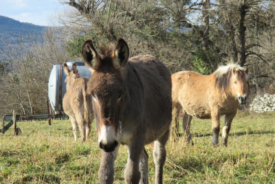 Alerta desaparecimento Cavalo Macho , 2024 anos Retournac France