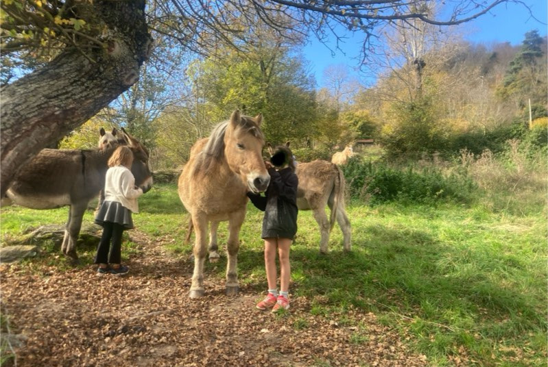 Alerta desaparecimento Cavalo Macho , 2024 anos Retournac France