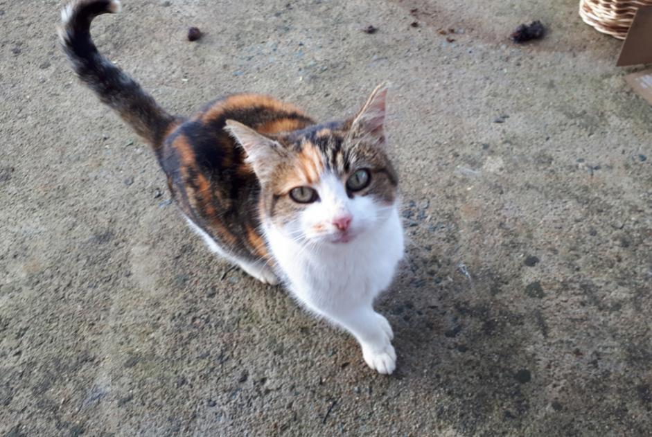 Alerta descoberta Gato cruzamento Fêmea Melle France