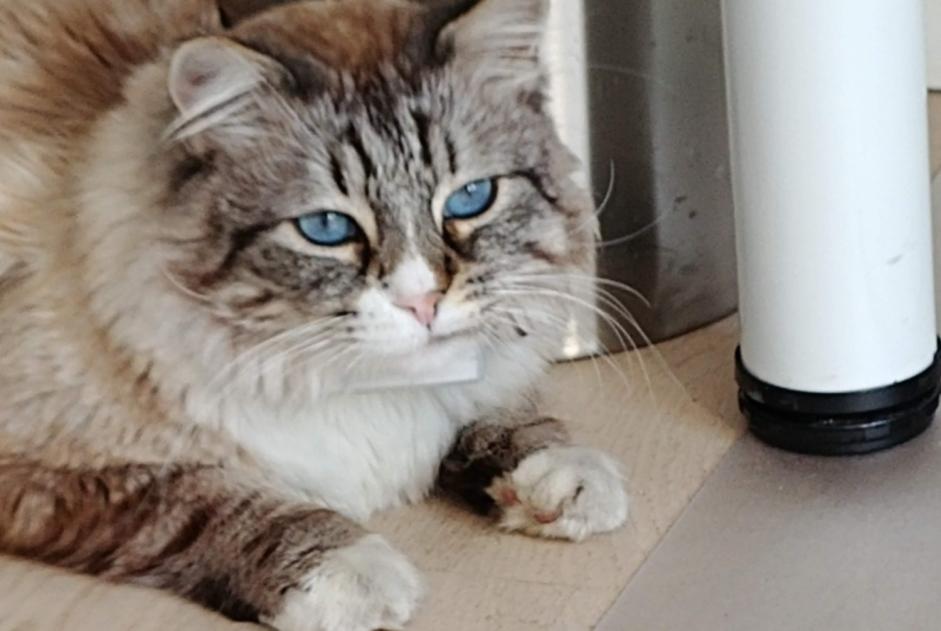 Alerta desaparecimento Gato cruzamento Macho , 9 anos Noisy-le-Grand France