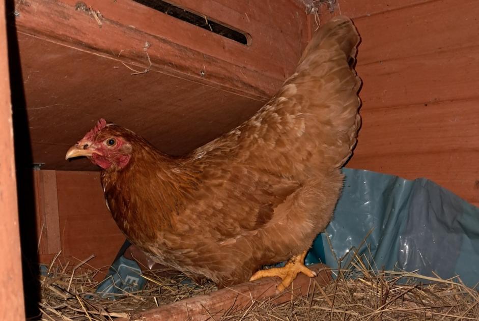 Alerta descoberta Outro Poule Desconhecido Laloubère France