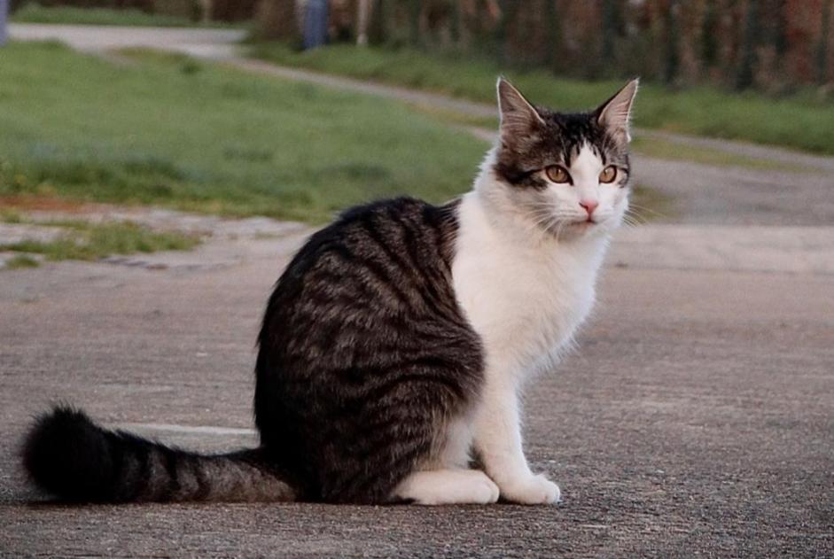 Alerta desaparecimento Gato cruzamento Macho , 3 anos Ploubazlanec France