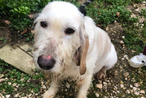 Alerta descoberta Cão Fêmea Illiat France