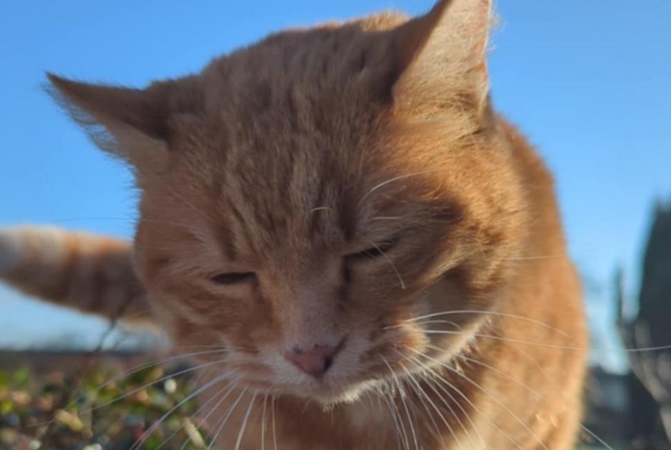 Alerta descoberta Gato Desconhecido Saint-Léonard France