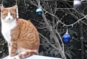 Alerta desaparecimento Gato Macho , 3 anos Lons-le-Saunier France