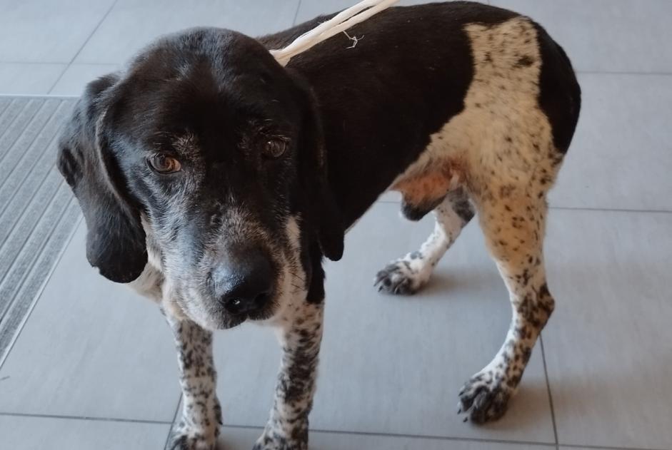 Alerta descoberta Cão cruzamento Macho Montsenelle France