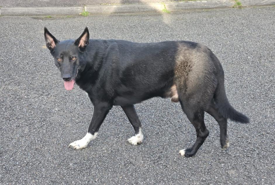 Alerta descoberta Cão Macho Bletterans France