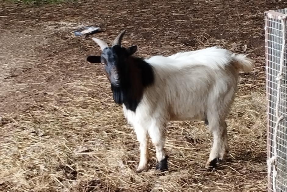 Alerta descoberta Cabra Macho Le Mené France