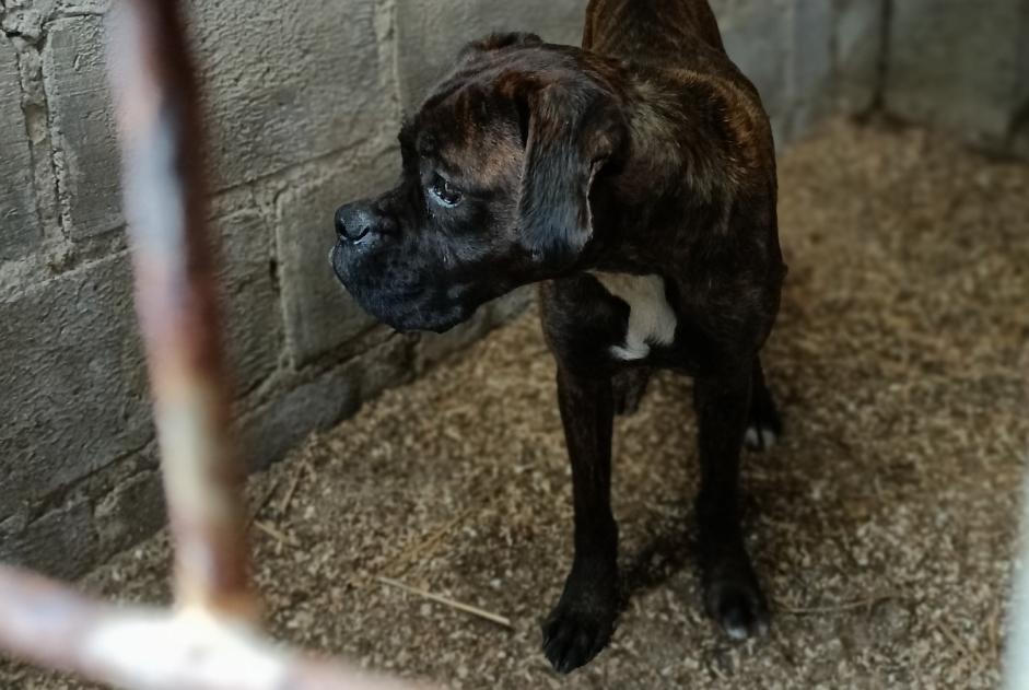 Alerta descoberta Cão  Fêmea La Ferté-Macé France