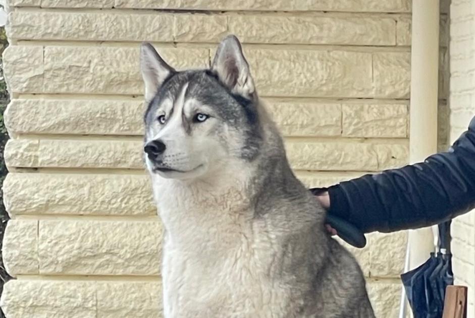 Alerta desaparecimento Cão  Fêmea , 7 anos Saint-Maixent-sur-Vie France