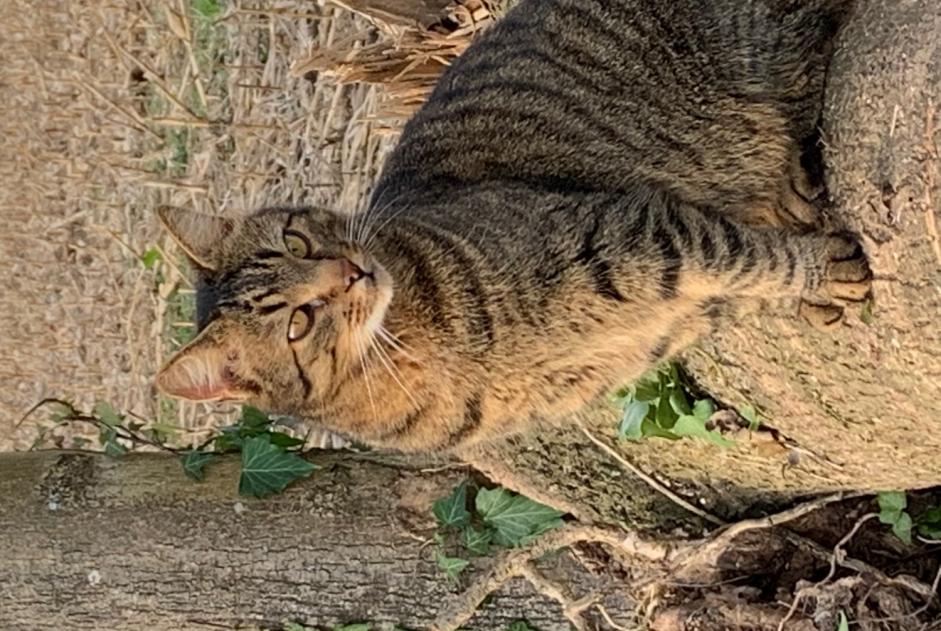 Alerta desaparecimento Gato  Macho , 13 anos Anglet France