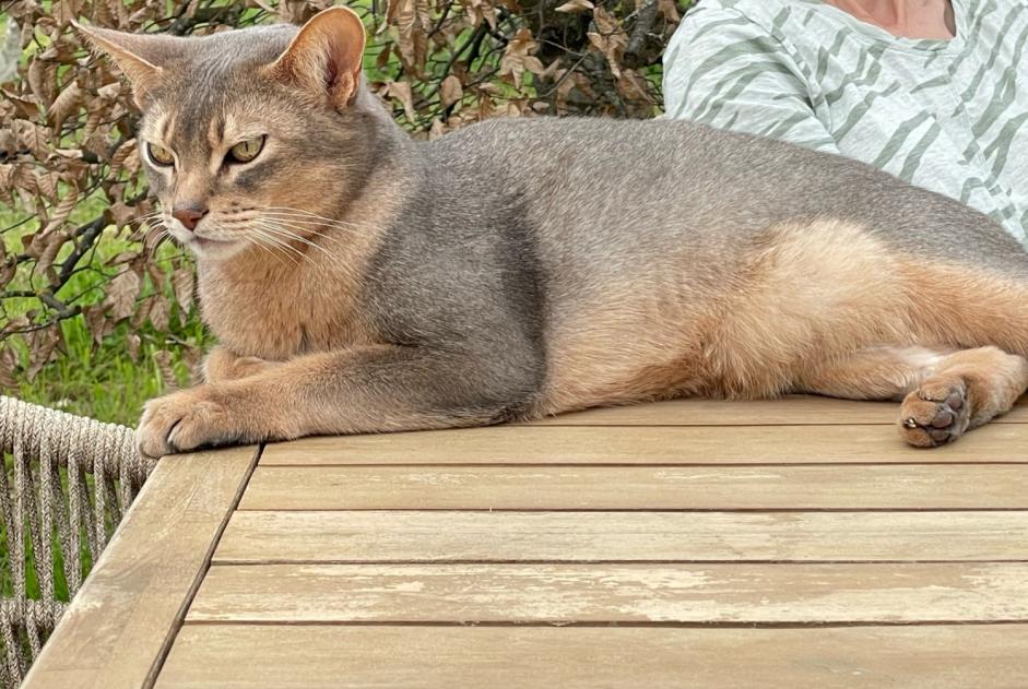 Alerta desaparecimento Gato  Macho , 9 anos La Fouillade France