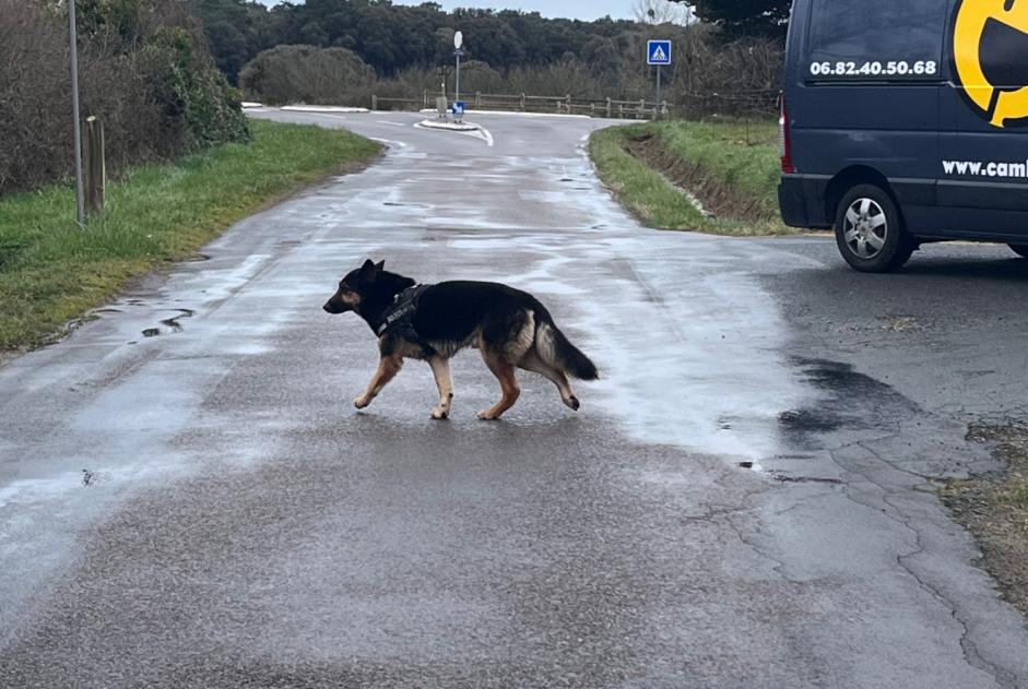 Alerta descoberta Cão  Desconhecido Les Sables-d'Olonne France