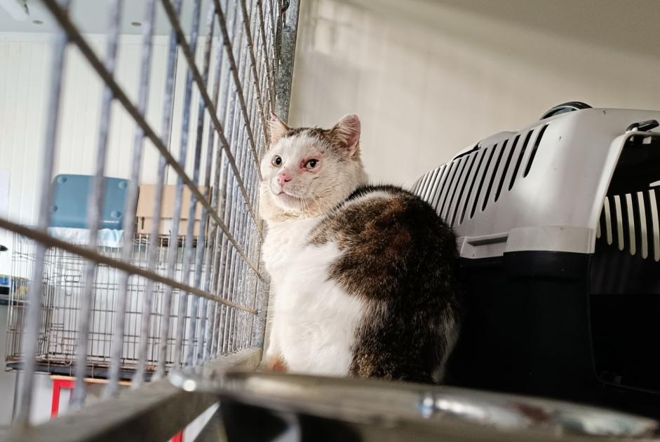 Alerta descoberta Gato Macho Pocé-les-Bois France